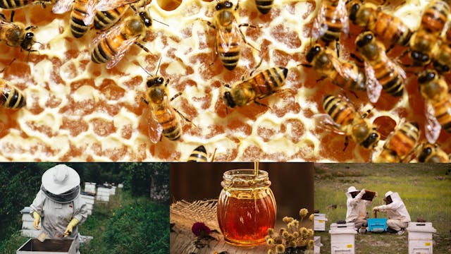 HOW TO START BEEKEEPING - A SIMPLE GUIDE FOR BEGINNERS