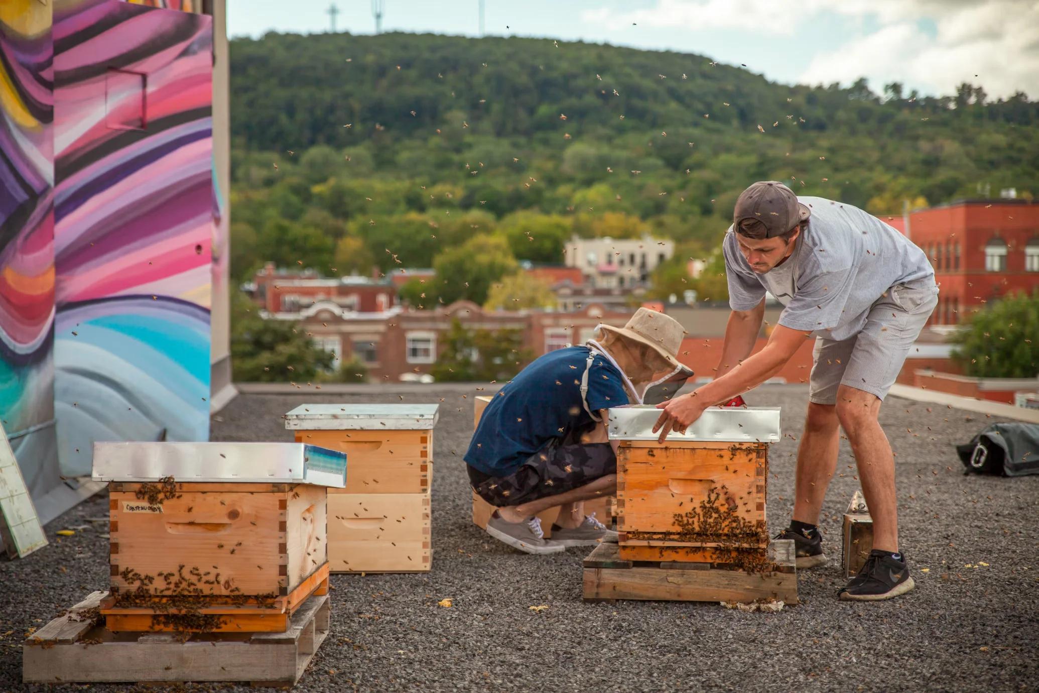 Bees and Beehive