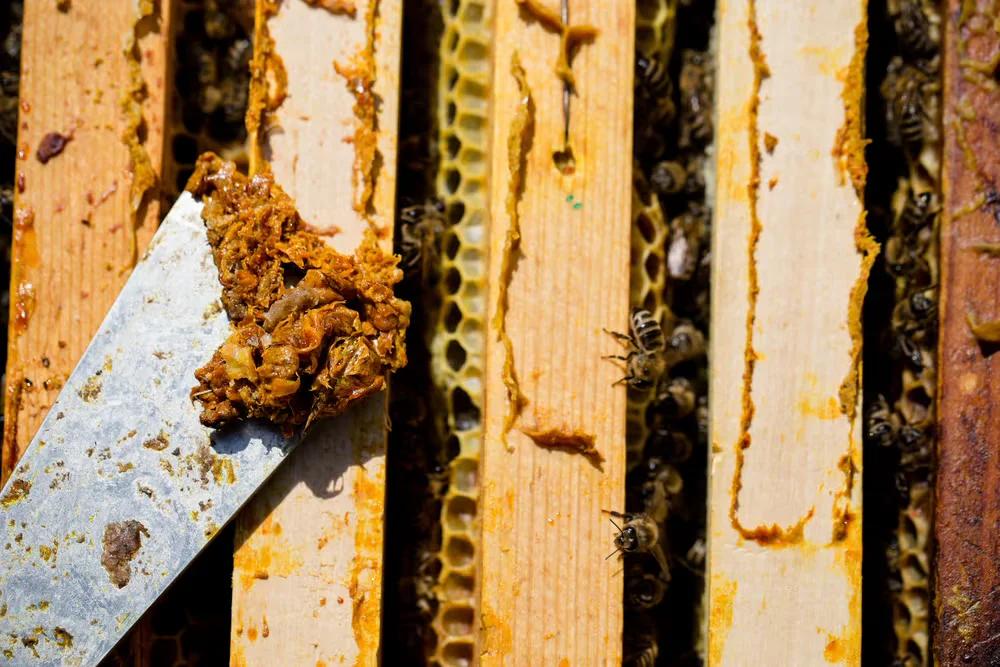 BEE PROPOLIS - NATURAL ANTIBIOTIC