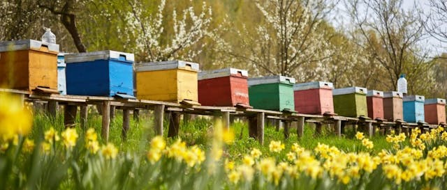 How to Become a Beekeeper?