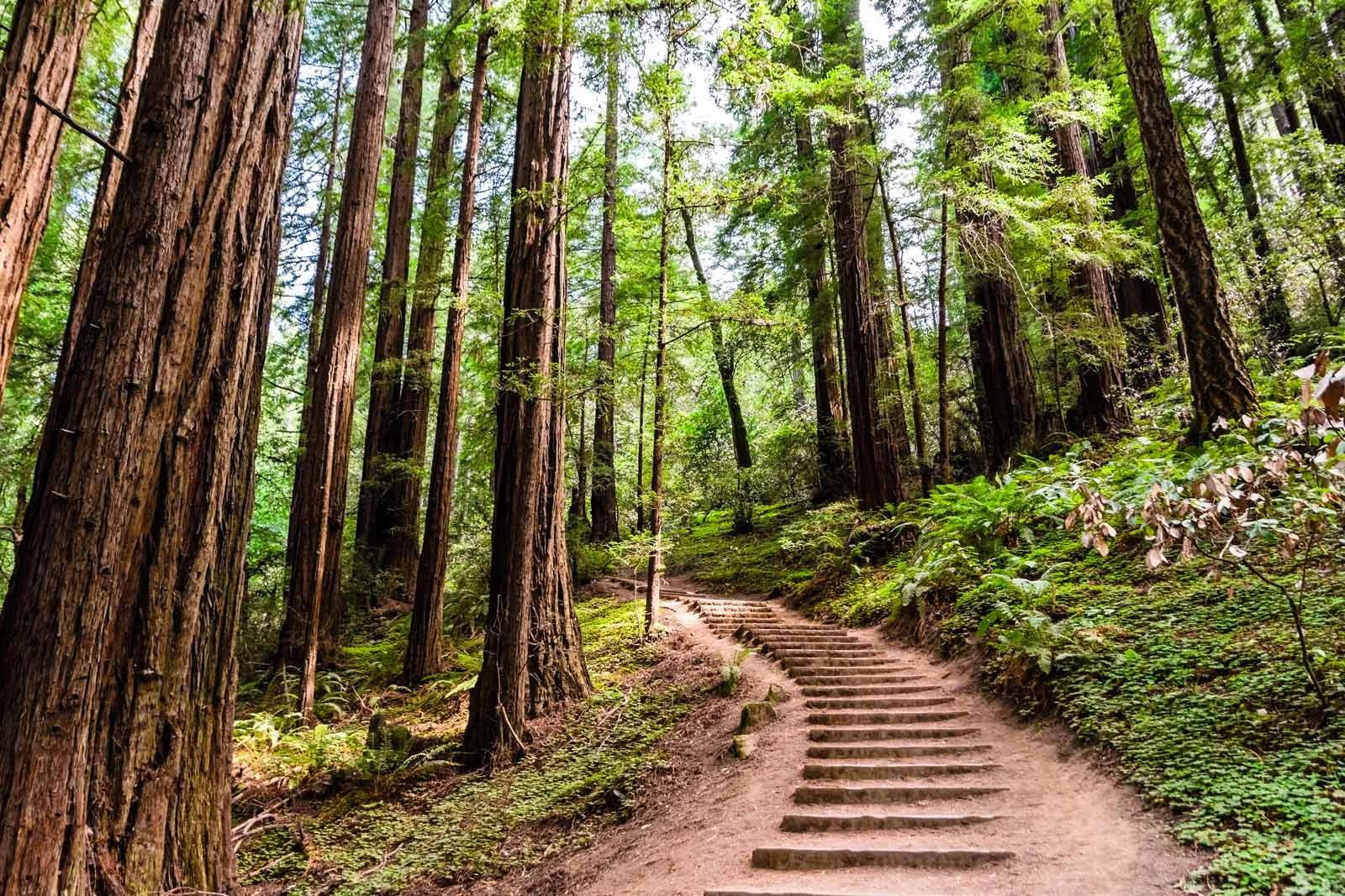 How to Find Hiking Trails Near Me: A Simple Guide